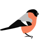 ciuffolotto